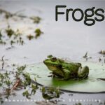 Frogs Photo by Erzsébet Vehofsics on Unsplash