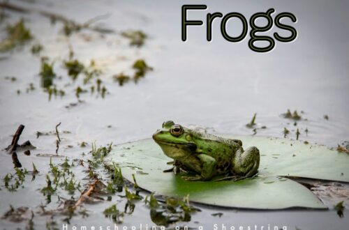 Frogs Photo by Erzsébet Vehofsics on Unsplash