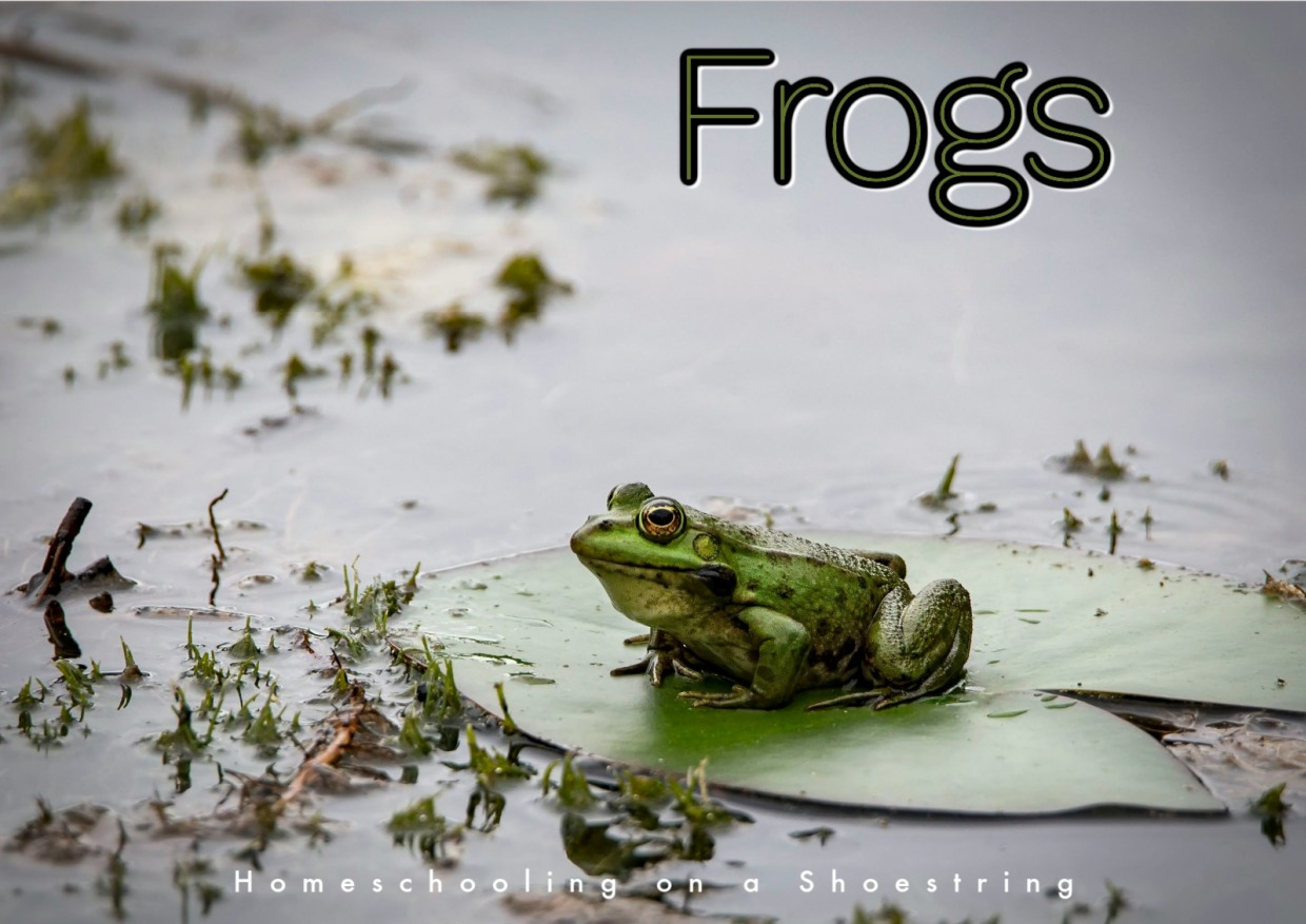 Frogs - Homeschooling on a Shoestring