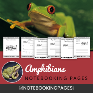 Amphibians Notebooking Pages