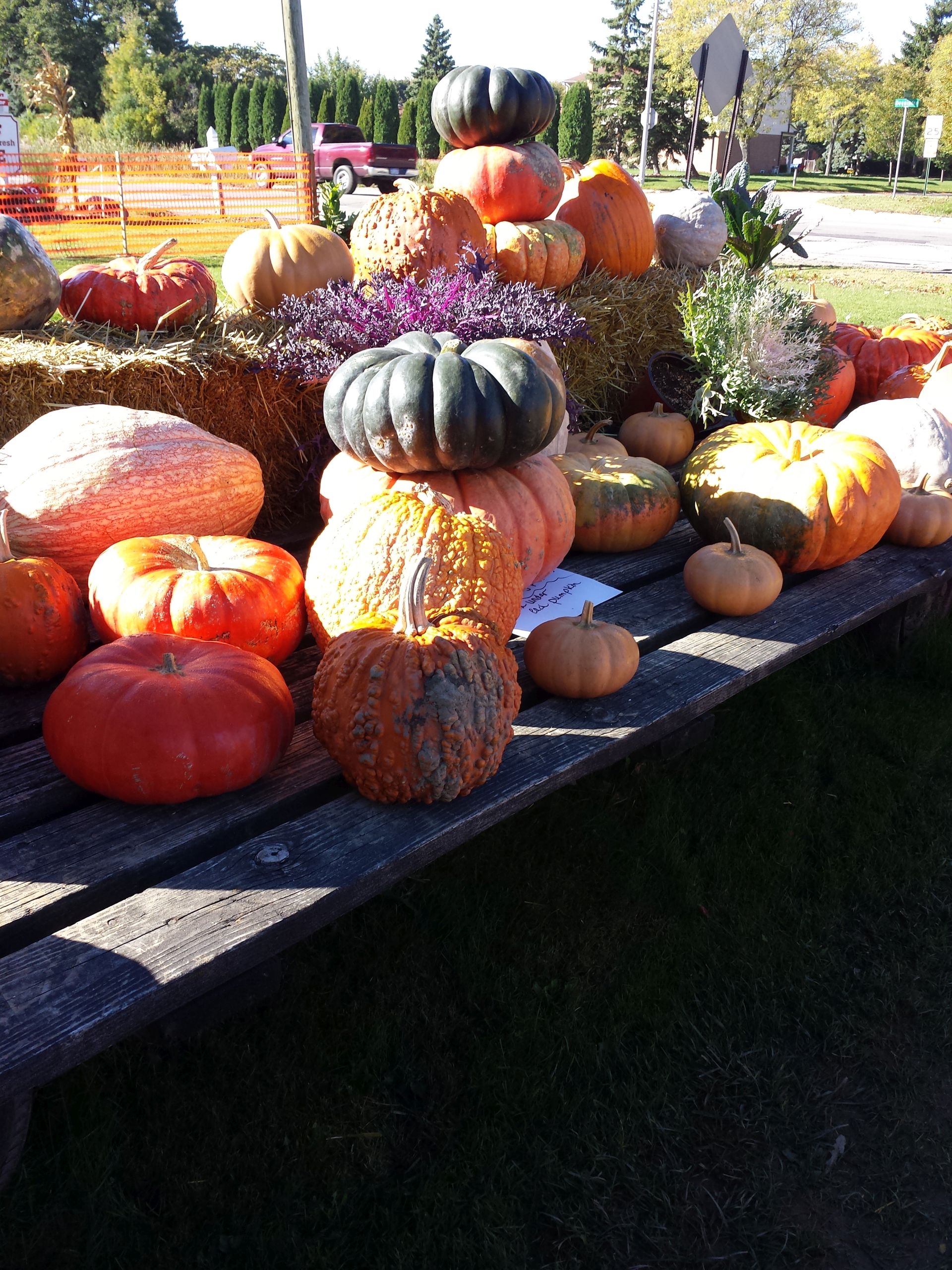 Pumpkin and Squash Displays at Irma’s Farm Stand