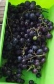 Concord Grapes