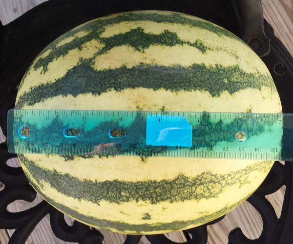 Watermelon