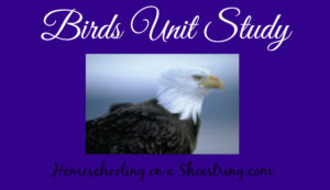 Birds Study - Homeschooling on a Shoestring
