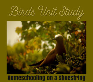 Birds Unit Study Homeschooling on a Shoestring
