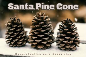 Pine Cones Photo by Timothy Eberly on Unsplash