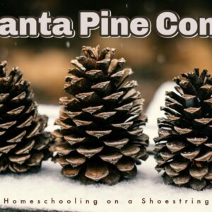 Pine Cones Photo by Timothy Eberly on Unsplash