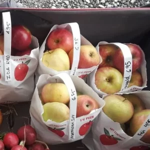Irma's Farm Stand Apples