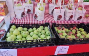 Irma's Lodi Apples and Jersey Mac Apples