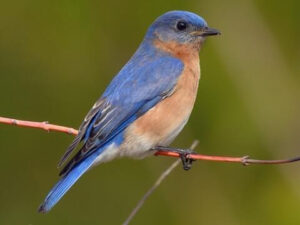 Backyard Birds of WB