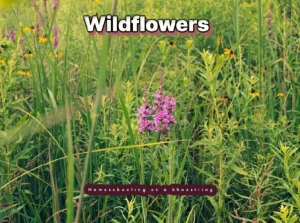 Wildflowers
