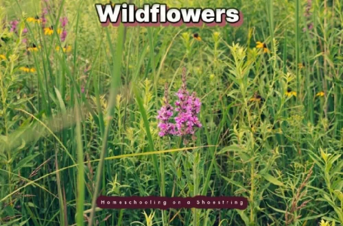 Wildflowers